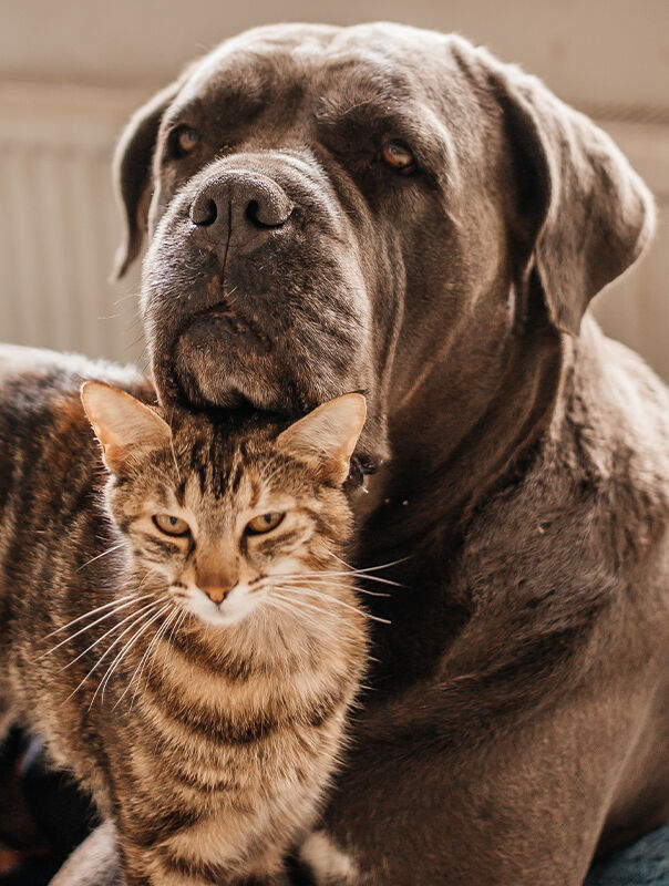 dog and cat 